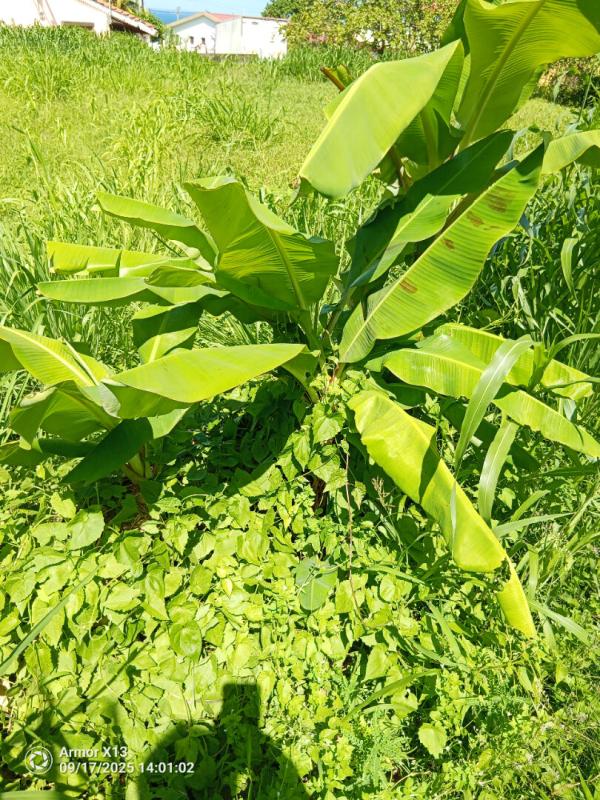 BASSE-POINTE Terrain  a basse-pointe de 556m2 ref 401345 6