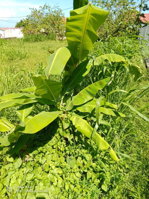 BASSE-POINTE Terrain  a basse-pointe de 556m2 ref 401345 7