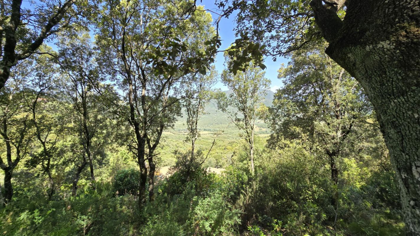 SARTENE Proche Sartene  à vendre terrain de 2032 m2 4