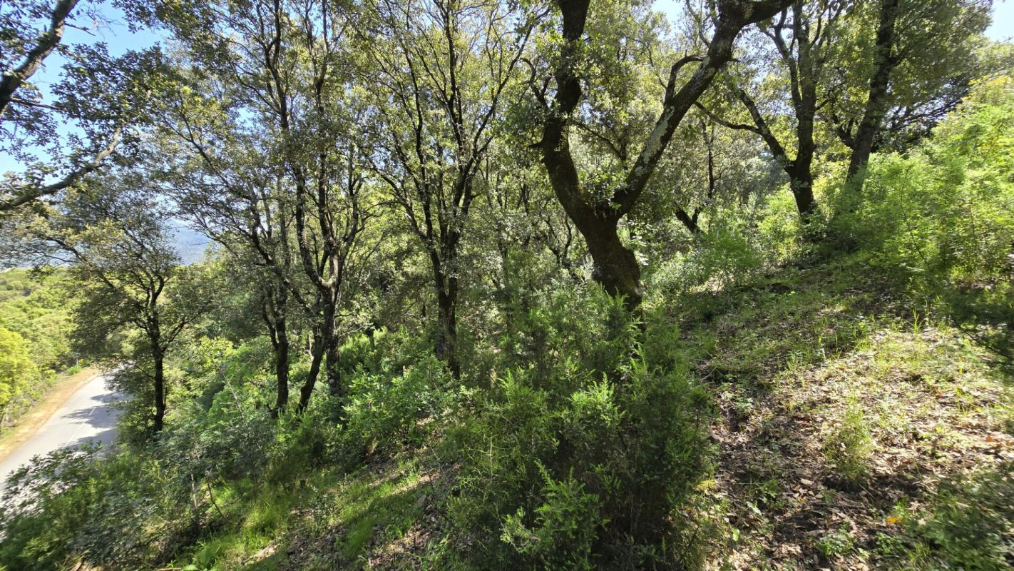 SARTENE Proche Sartene  à vendre terrain de 2032 m2 6