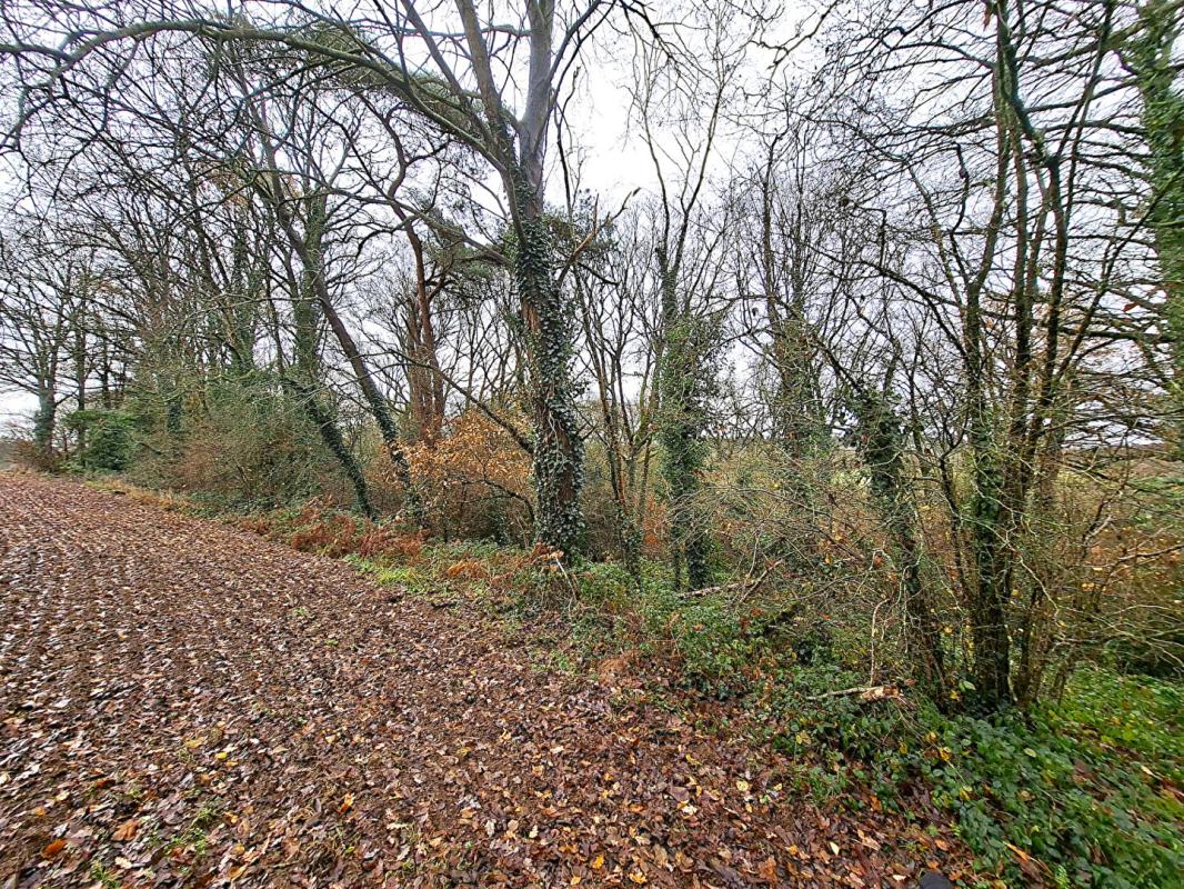 REGUINY Terrain agricole Radenac pour Propriétaire de chevaux ou agriculteur 3