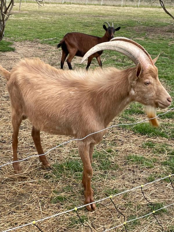 LANGON SUD GIRONDE - EXPLOITATION CAPRINE, ELEVAGE CHEVRE ET PRODUCTION DE PRODUITS 1