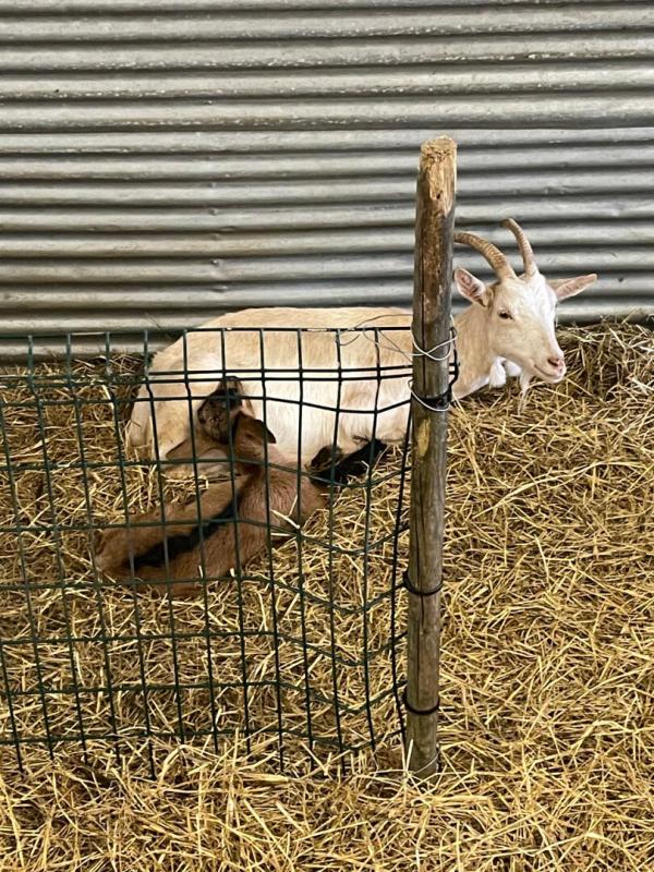 LANGON SUD GIRONDE - EXPLOITATION CAPRINE, ELEVAGE CHEVRE ET PRODUCTION DE PRODUITS 2