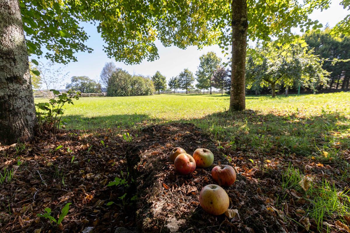 LE FIED LE FIED (39) - Propriété 10 pièce(s) - 413 m2 + 187m² de dépendances à aménager 5