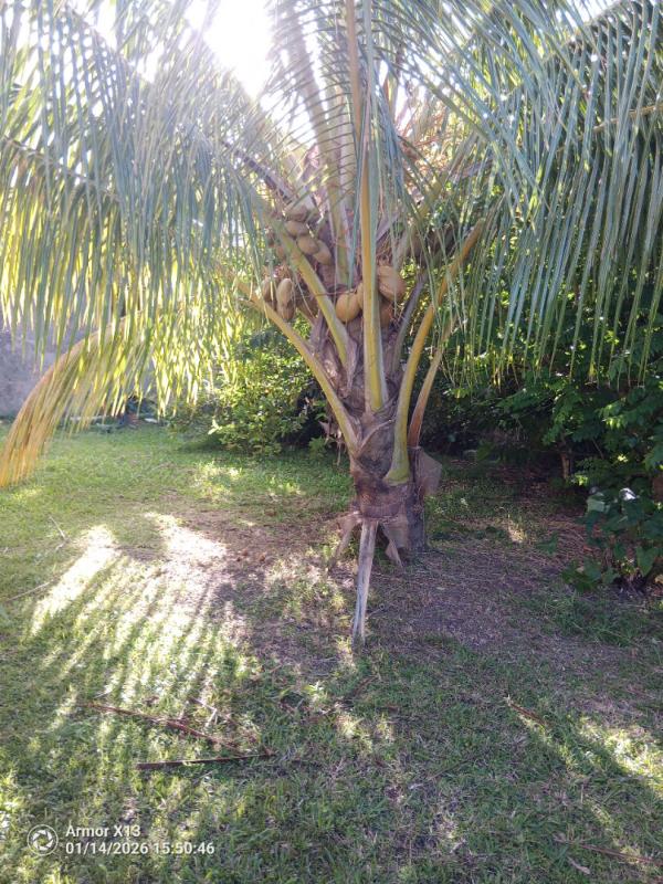 BASSE-POINTE Maison 4 pièce(s) 206 m2 a basse-pointe 5