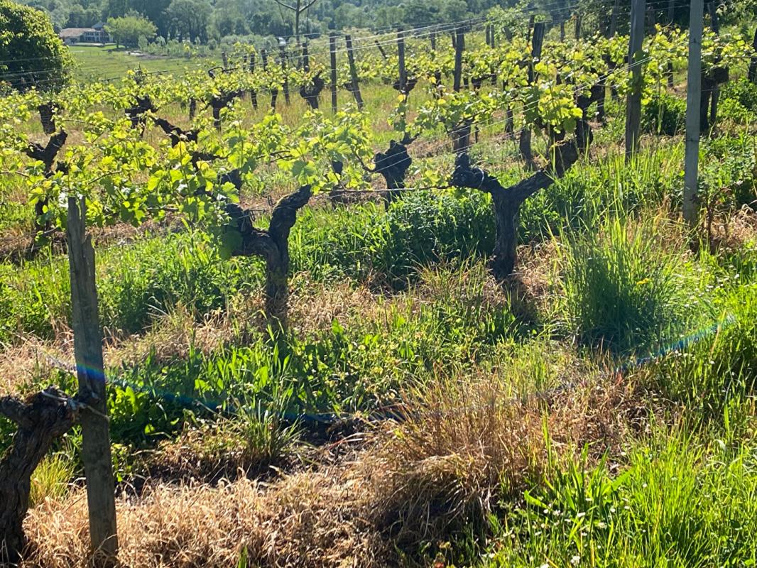 SAINT-MAGNE-DE-CASTILLON Opportunité rare : Domaine viticole et diversification de 25,5 Hectares 1