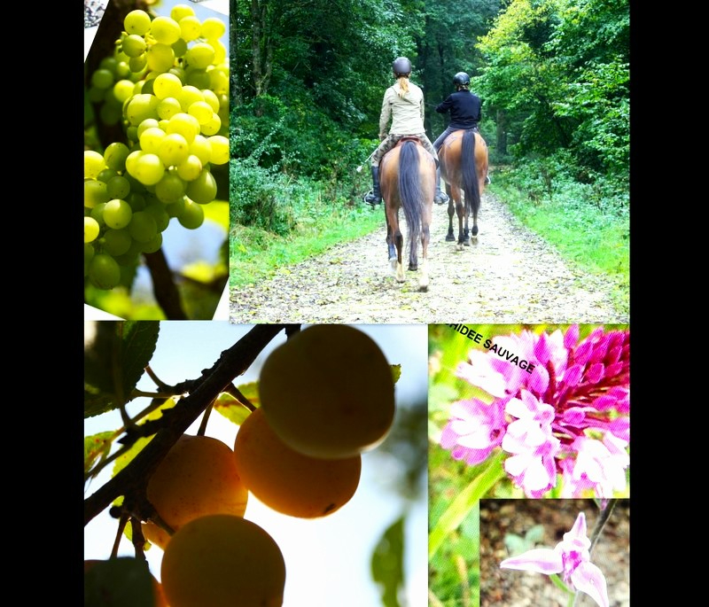 LUCEY 54200 LUCEY -Terrain 1433 m2 avec verger/Sécurisé/parking/Portail 5m20/35990HAI 16