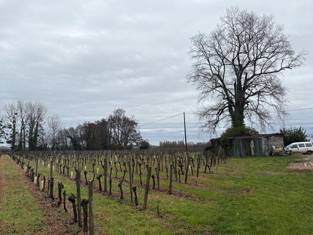 SAINT-EMILION Investissement foncier rare en AOC Saint-Émilion - Domaine viticole 2