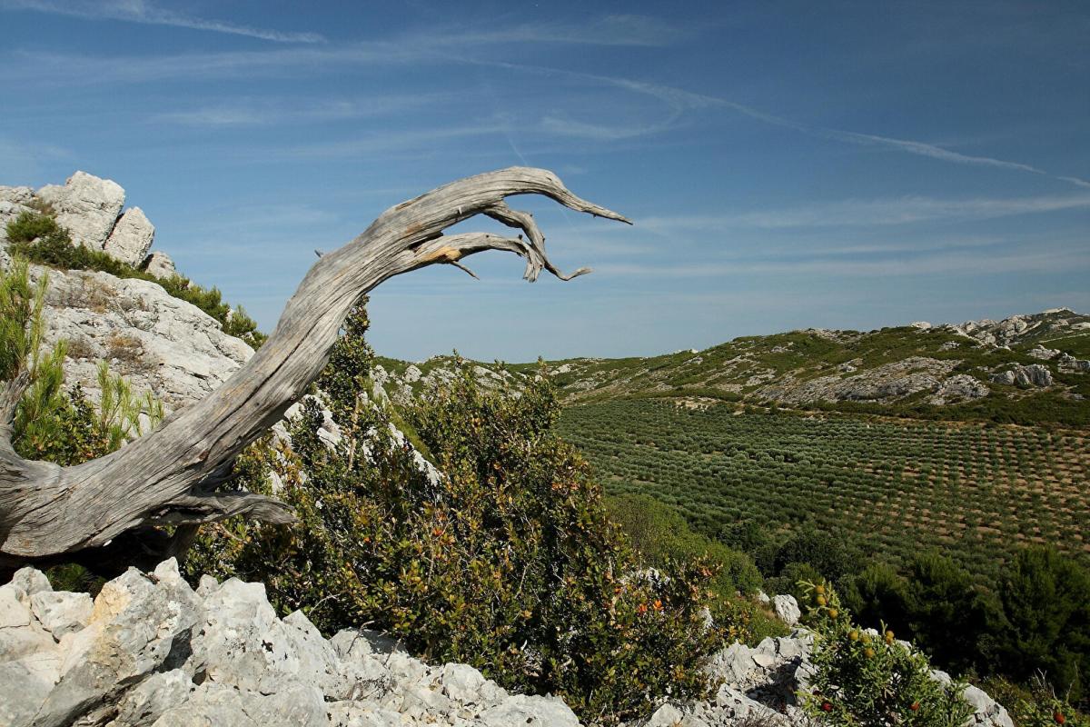 ARLES Demeure de prestige Arles 11 pièce(s) 800 m2 3