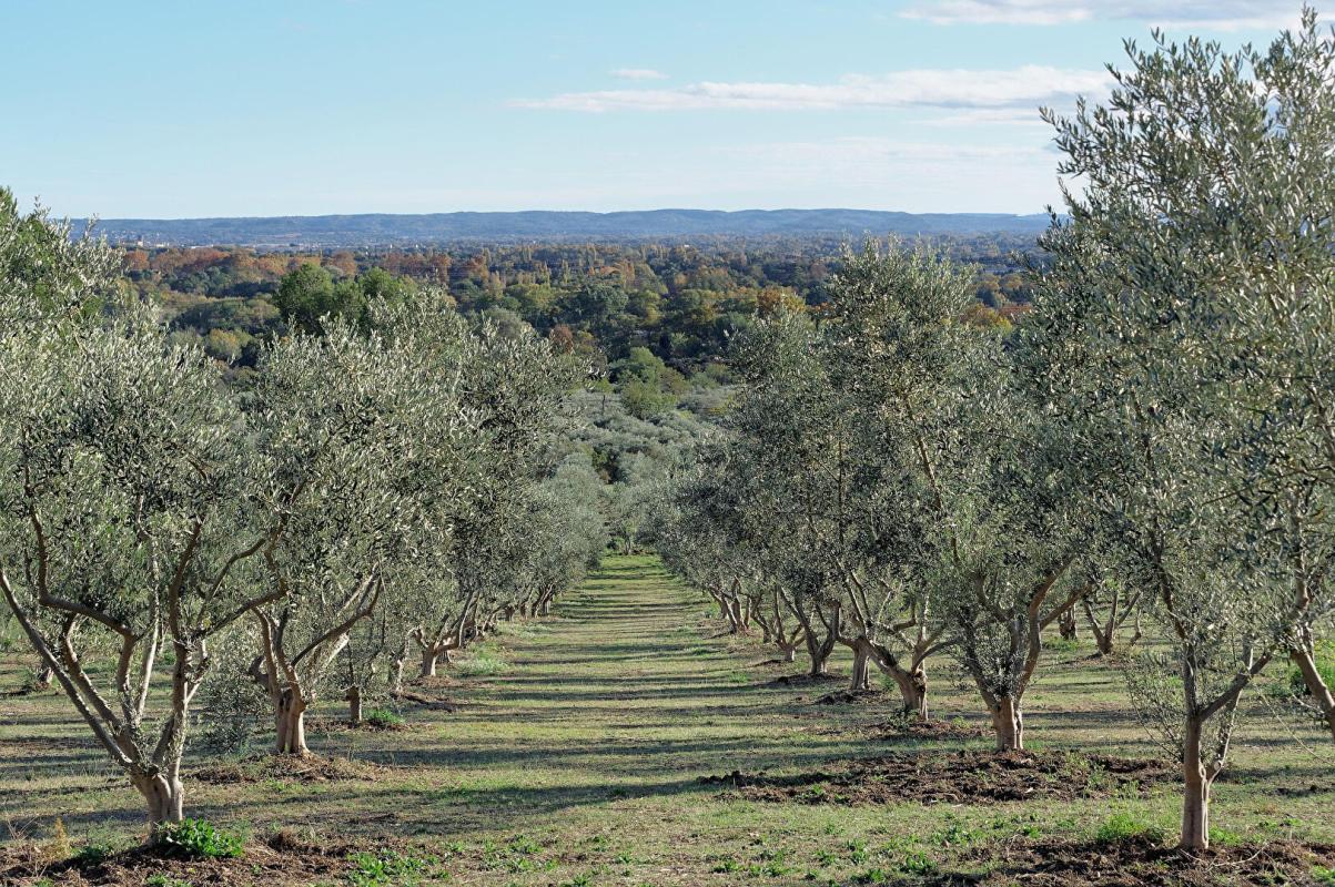 ARLES Demeure de prestige Arles 11 pièce(s) 800 m2 4