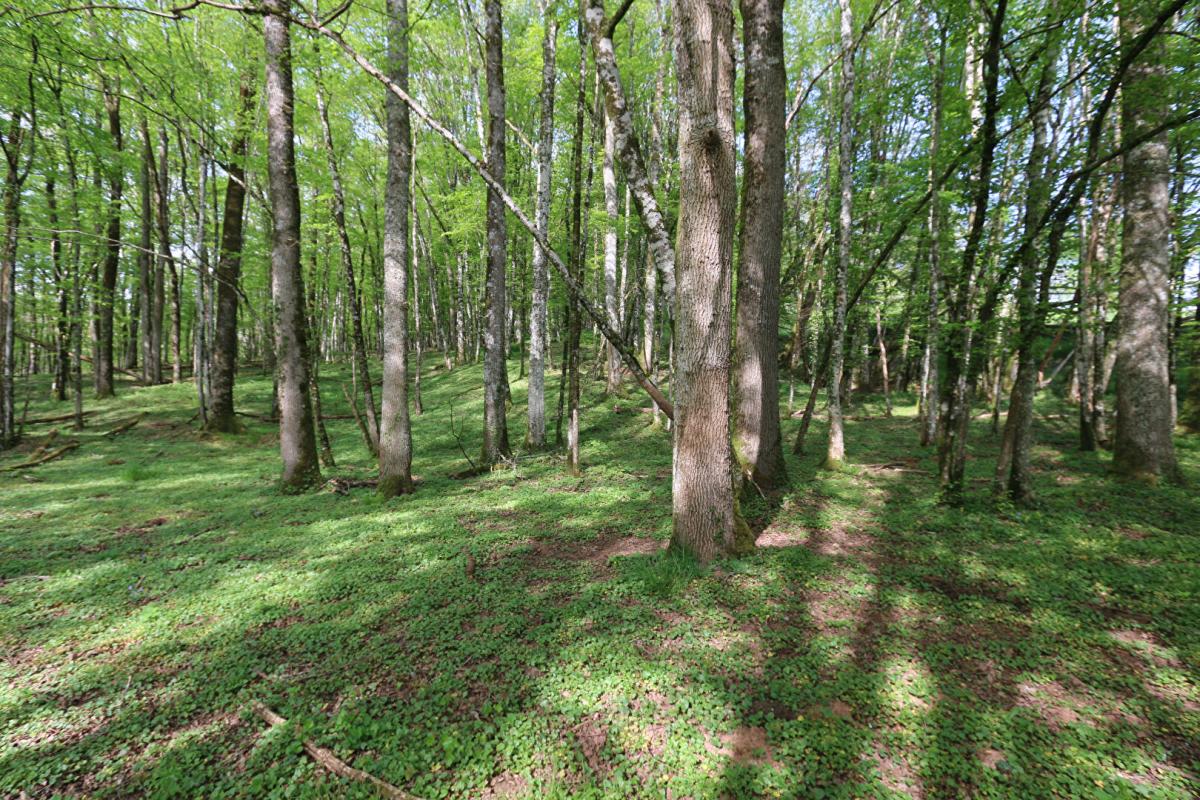 BADEFOLS-D'ANS Maison en pierre avec piscine chauffé et terrain 17 hectares 18