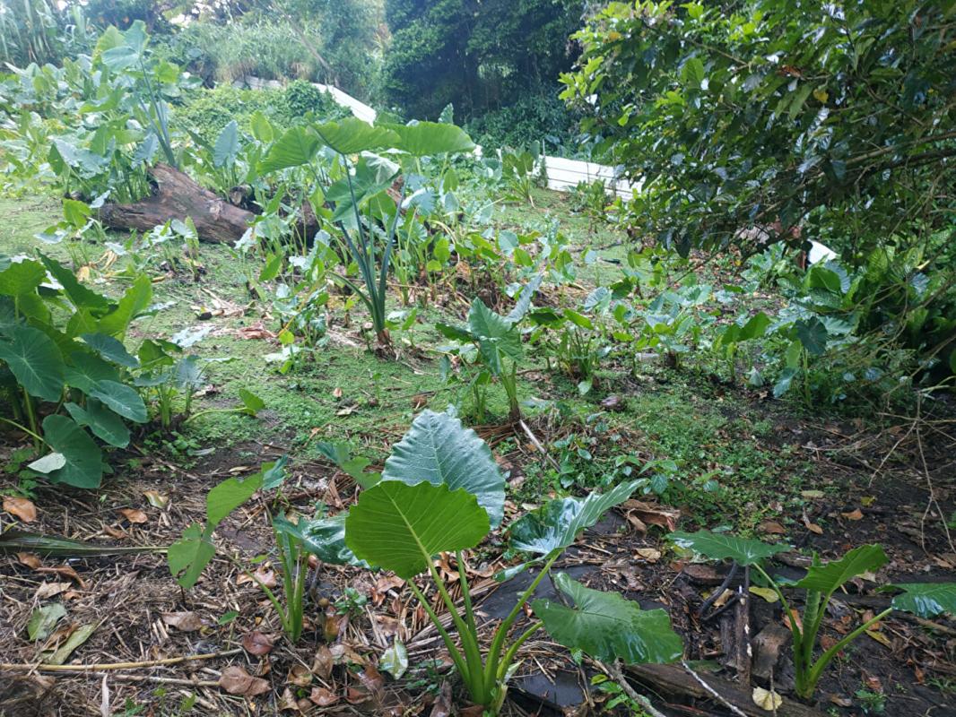 GROS-MORNE Terrain 500 m2 a vendre au gros -morne 2