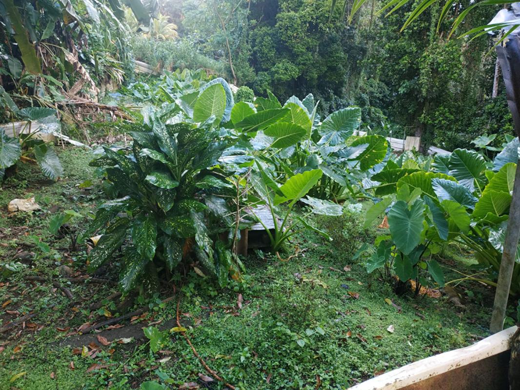 GROS-MORNE lot de  2 maisons en construction a vendre au gros-morne 5