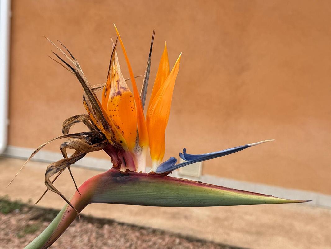 ZONZA Maison T4 avec piscine - STE LUCIE DE PORTO-VECCHIO 20144 - CORSE DU SUD - FRANCE 10