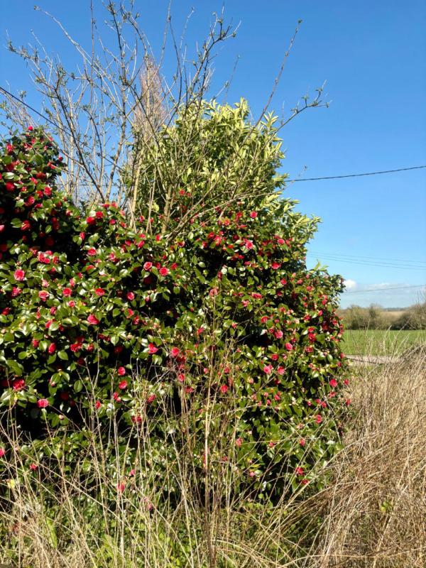 SAINT-MAYEUX Corps de ferme Saint-Mayeux 18