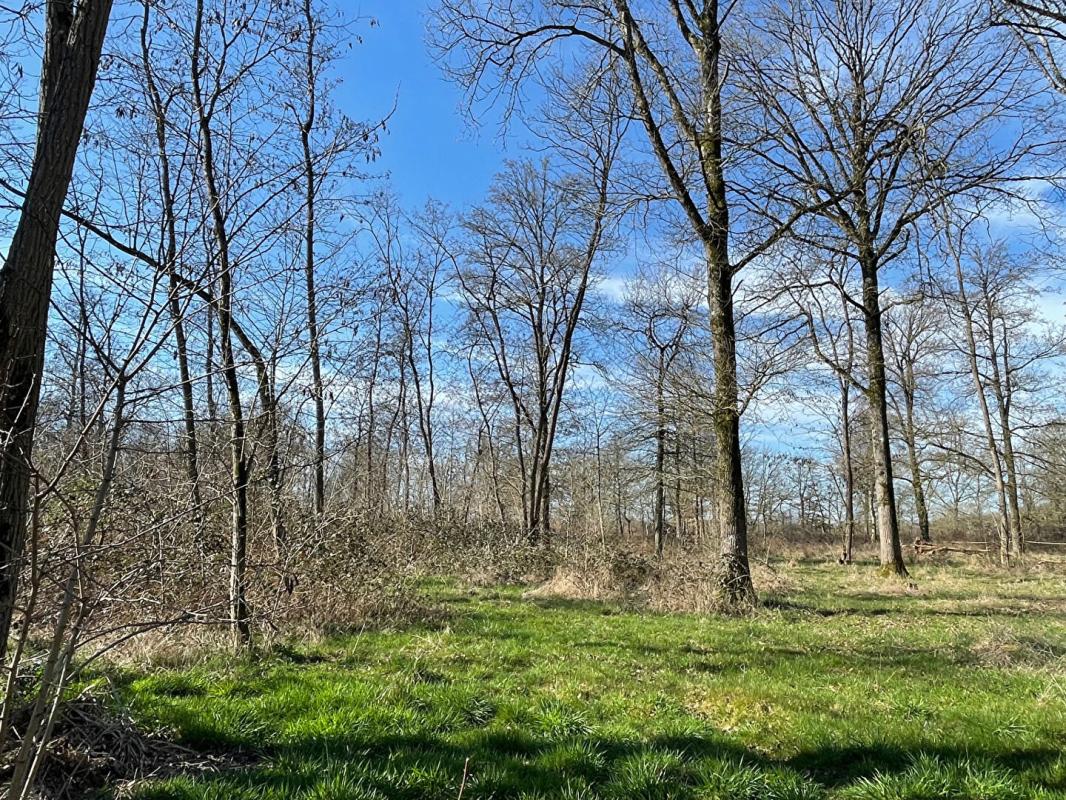 VITRY-AUX-LOGES Exclusivité - Propriété équestre au coeur de la forêt d'Orléans avec piscine, plan d'eau, prairies et bois sur 6 hectares 7 à Vitry Aux Loges 16