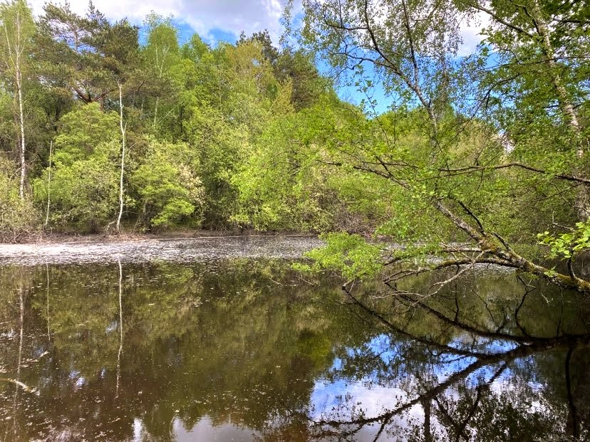 DUSSAC Etang avec clairière 4