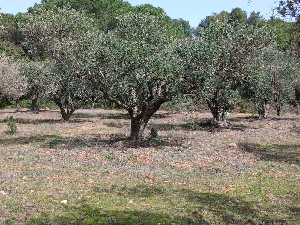 BEAUVOISIN Oliveraie à vendre département du Gard 1
