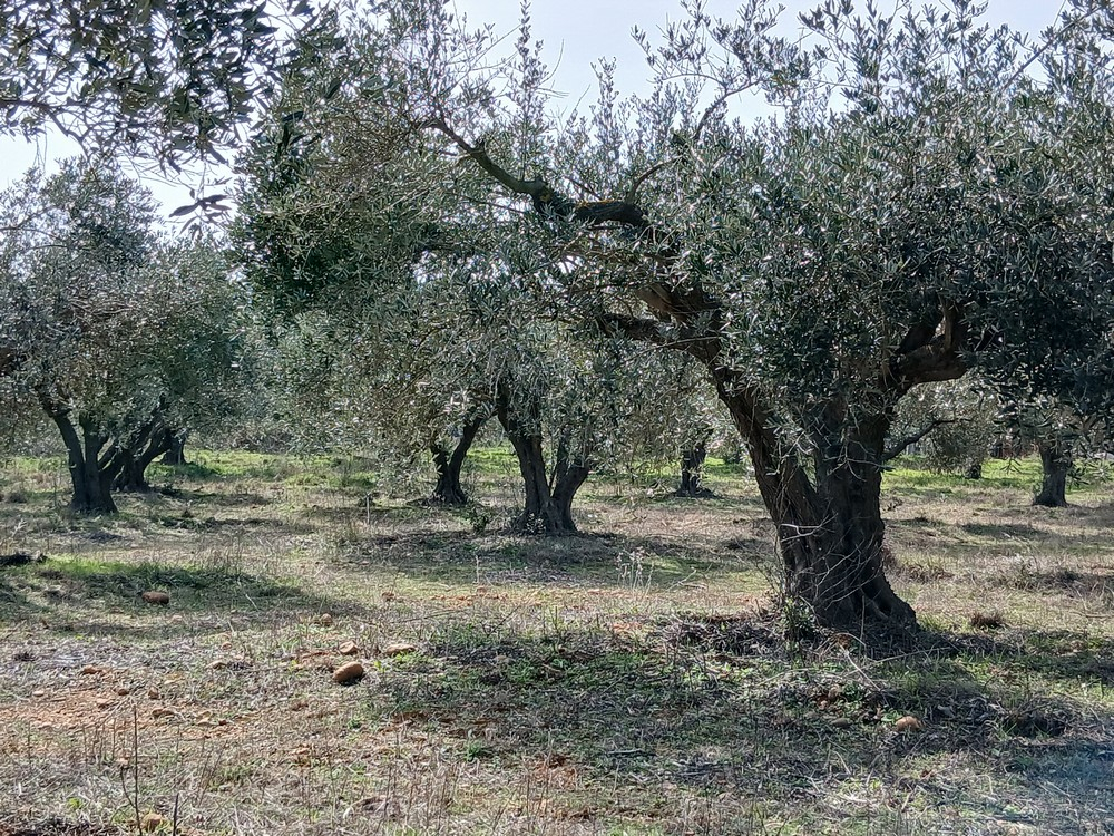 BEAUVOISIN Oliveraie à vendre département du Gard 2
