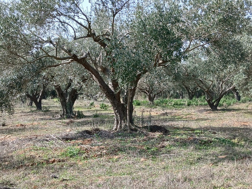 BEAUVOISIN Oliveraie à vendre département du Gard 4
