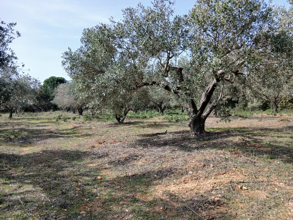 BEAUVOISIN Oliveraie à vendre département du Gard 5