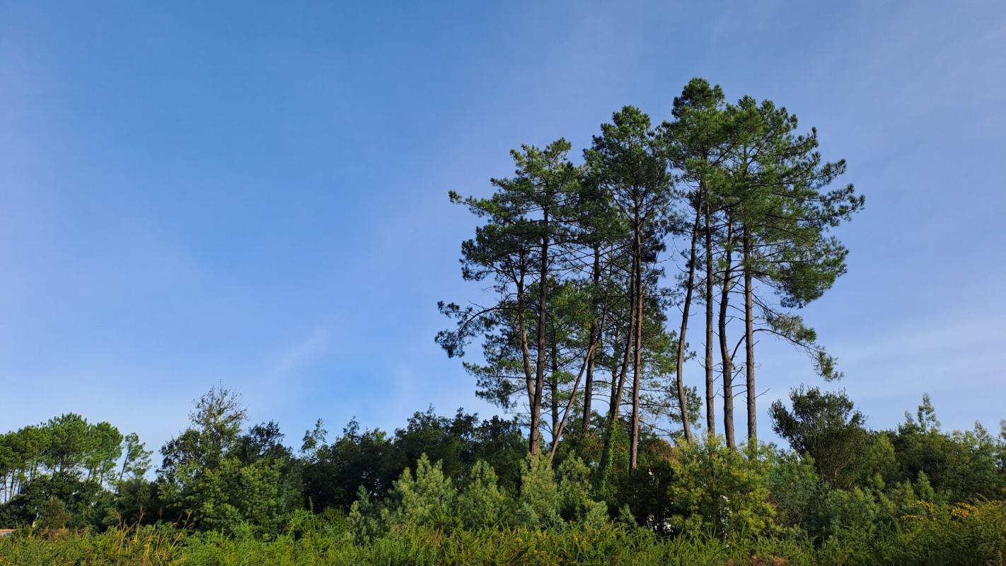 MOLIETS-ET-MAA Terrain Moliets Et Maa 1111 m2 2