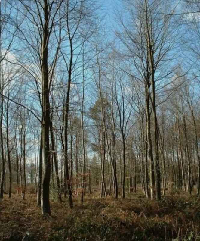 ECHOURGNAC Terrain boise 3100m² non constructible 1