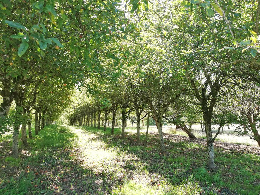 MARQUAY Domaine ferme auberge gîtes 30 pièce(s) 650 m2 16