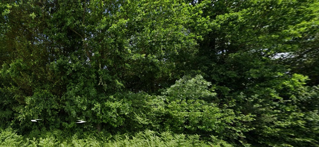 CORME-ROYAL EXCLUSIVITE Parcelle de bois de 6381 m2 avec différentes essences d'arbres 1