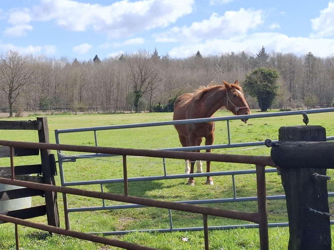 L'AIGLE Propriété L'AIGLE 6 pièce(s) 138 m2 - 4 Box et plus de 2,6 hectares 15