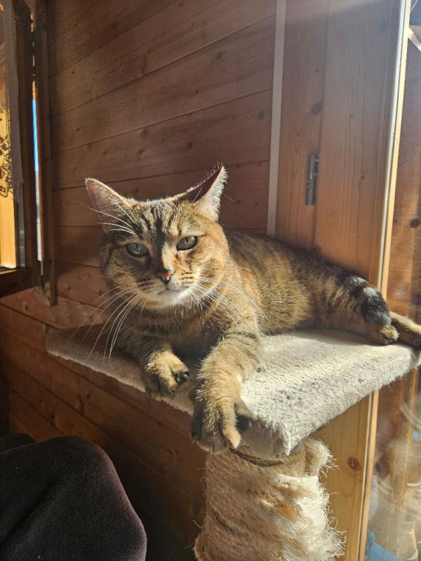 JUSSARUPT Chalet cosy vue imprenable, avec terrain et verger à Jussarupt 7