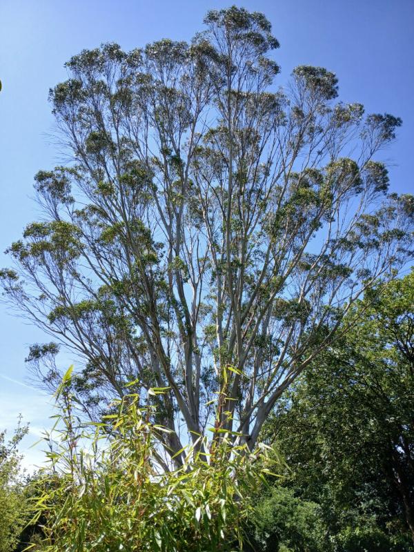 LANDELEAU 29530 Landeleau au calme, havre de paix, sans vis à vis, vue imprenable, aucun travaux 5