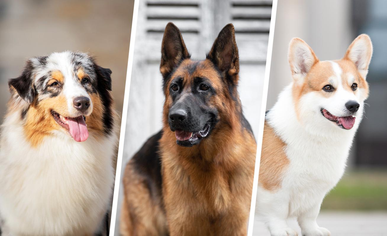 DIJON 21000 DIJON 40 MINUTES - Fonds de commerce + Murs PENSION CANINE 123 M² en parfait état sur terrain 1 hectare 8