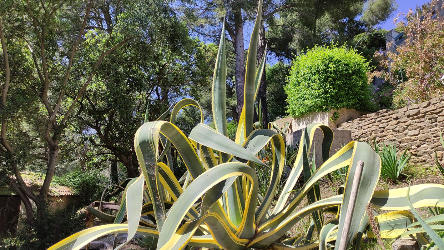 BORMES-LES-MIMOSAS COUP DE COEUR BORMES Superbe Propriété 360 m2 /2155m² piscine garages parkings 16