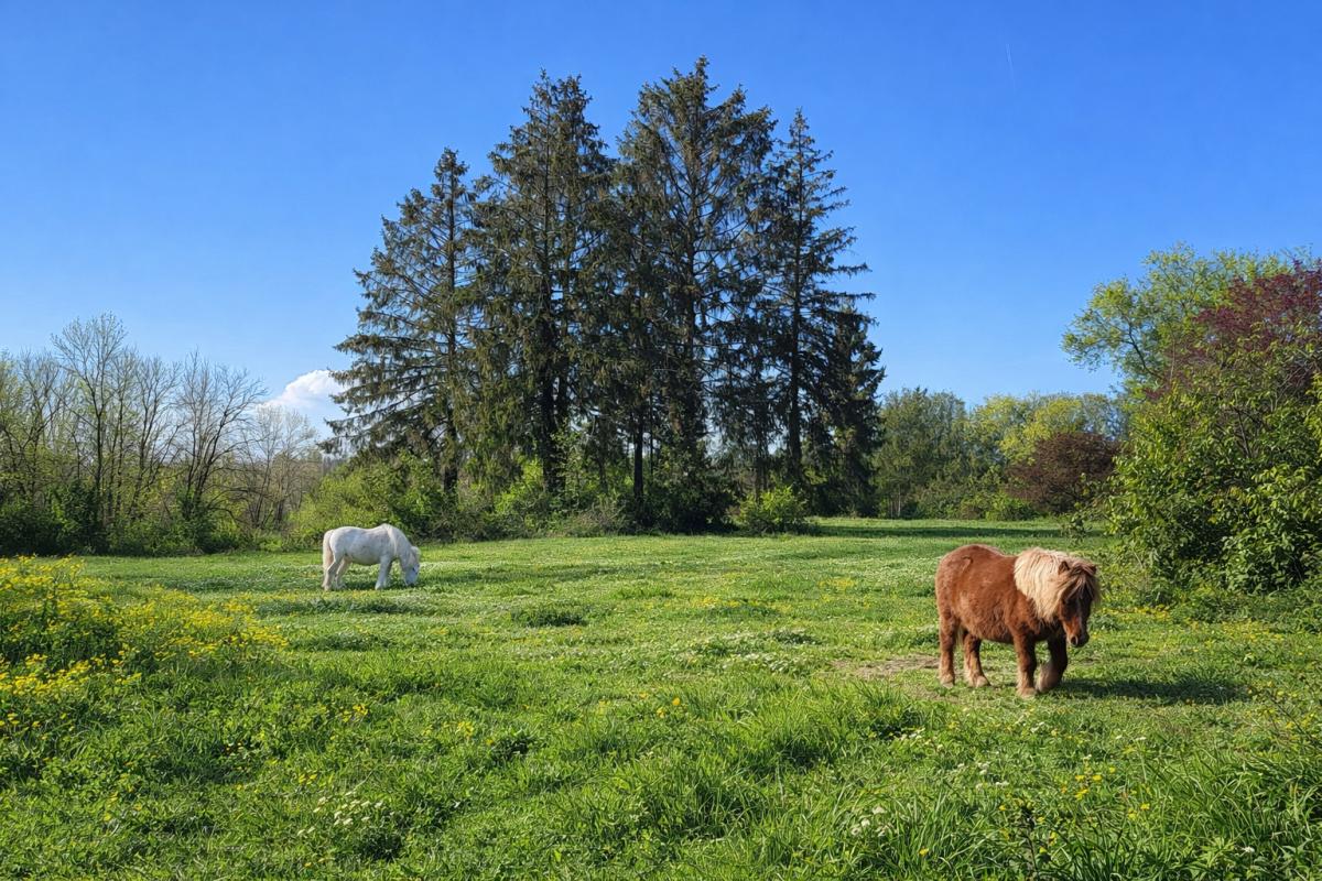 MAMERS Maison avec dépendance sur 2 hectares ? vie de plain-pied et environnement naturel 18