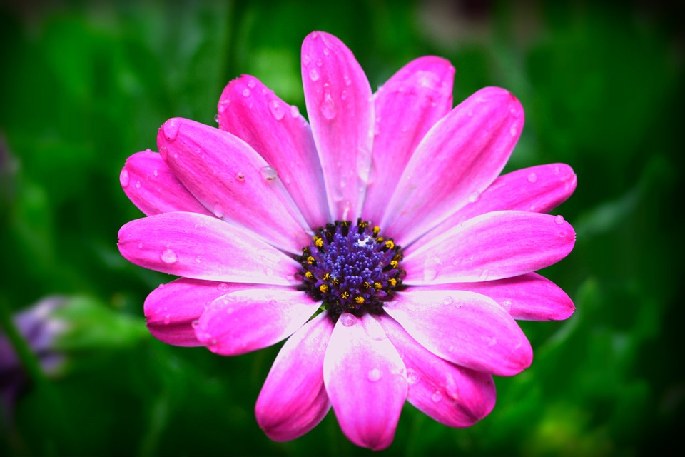 DAX Appartement Dax 2 pièce(s) 40 m2 1