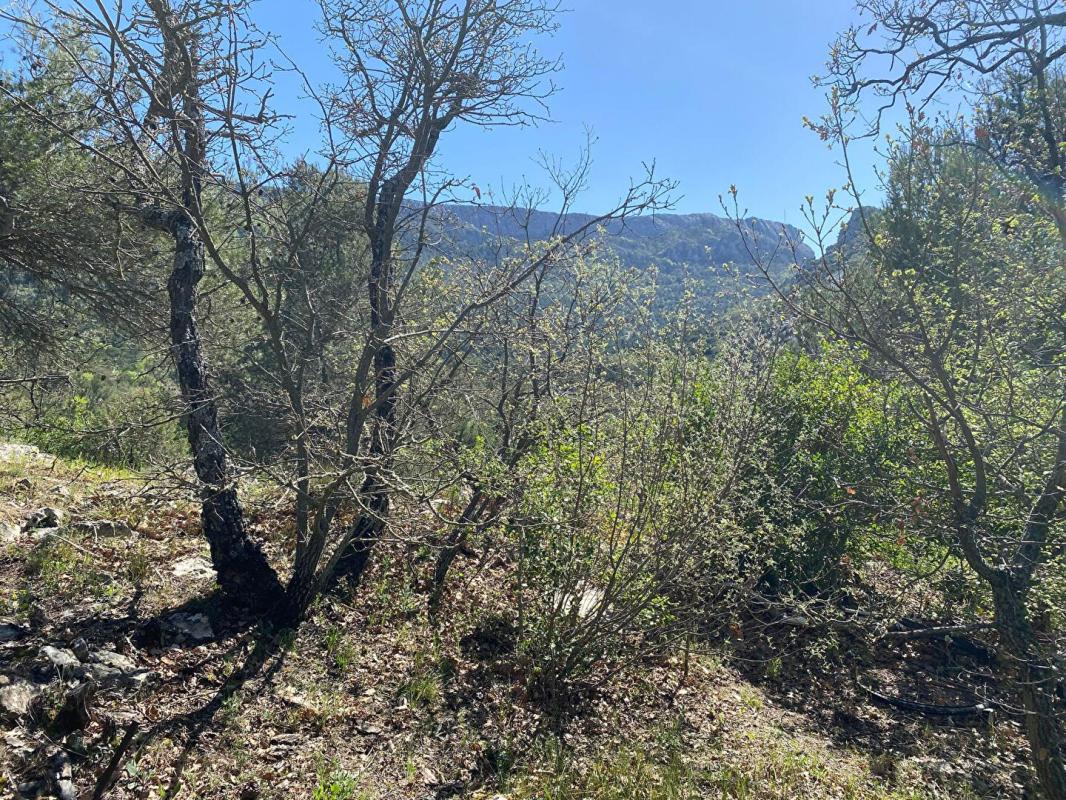 PLAN-D'AUPS-SAINTE-BAUME Terrain Plan D Aups Sainte Baume 2000 m2 1