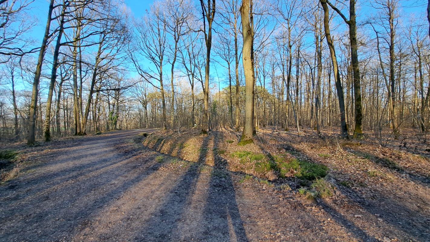 BOIS-D'ARCY Maison Bois-d'Arcy Quartier Hoche Foret 5 chambres 190m² 15