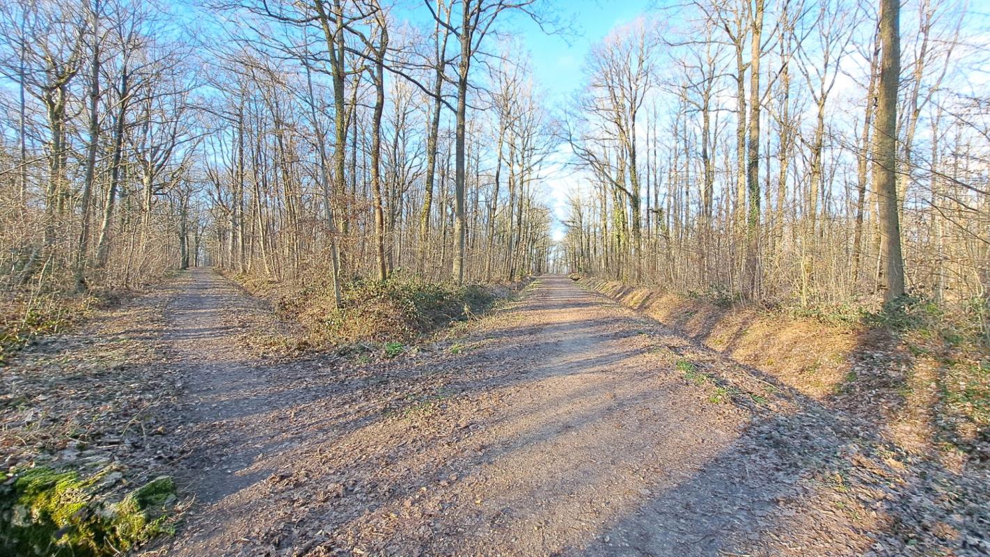 BOIS-D'ARCY Maison Bois-d'Arcy Quartier Hoche Foret 5 chambres 190m² 16