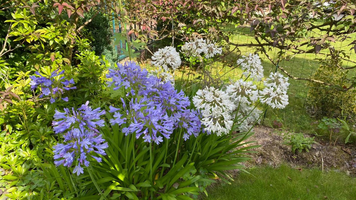 BOIS-D'ARCY Maison Bois-d'Arcy Quartier Hoche Foret 5 chambres 190m² 6