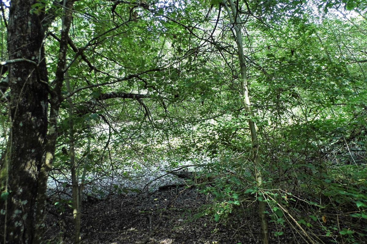 COULLONS Propriété de chasse Coullons 2