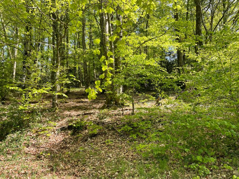 LE GRAND-BOURG Corps de ferme avec 12 hectares- fort potentiel  dans un secteur calme et verdoyant  Creuse 10