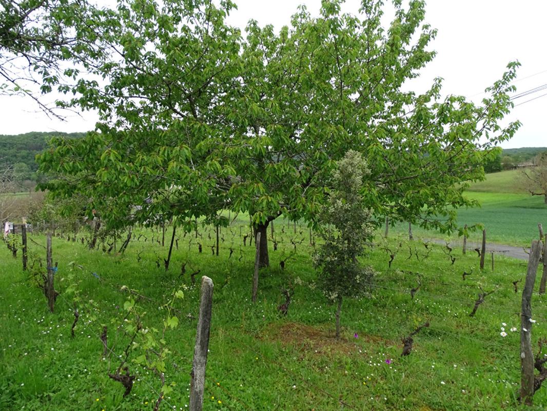 AUBAS Terrain Aubas 10 164 m2 10