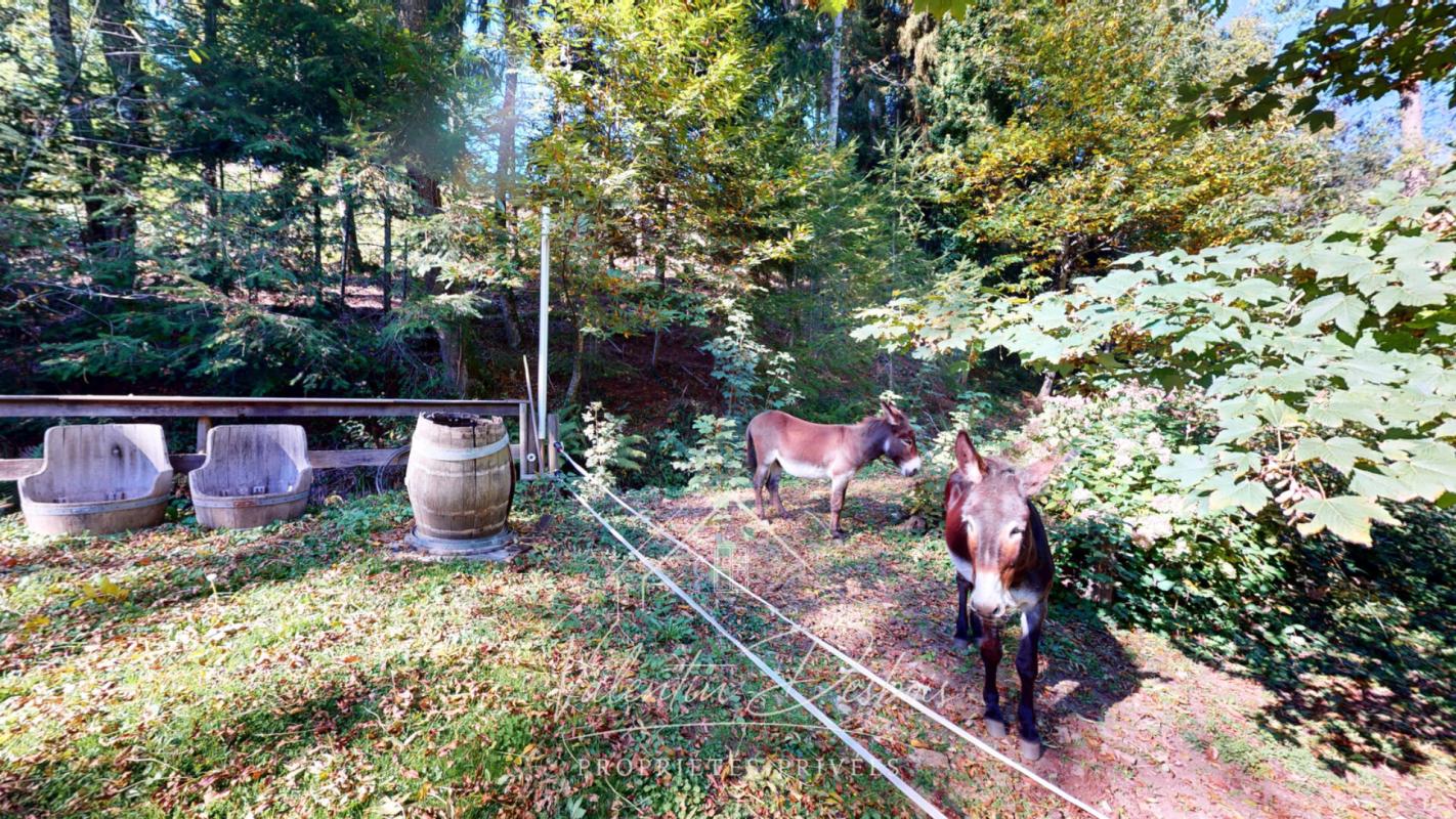 CARCASSONNE AUDE - GITES - DOMAINE FORESTIER - RESTAURANT- 4 HECTARES 18