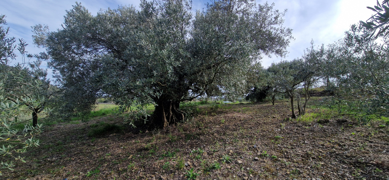 FONTES Terrain agricole de  26000 m2 avec oliviers 1