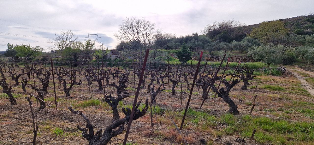 FONTES Terrain agricole de  26000 m2 avec oliviers 2