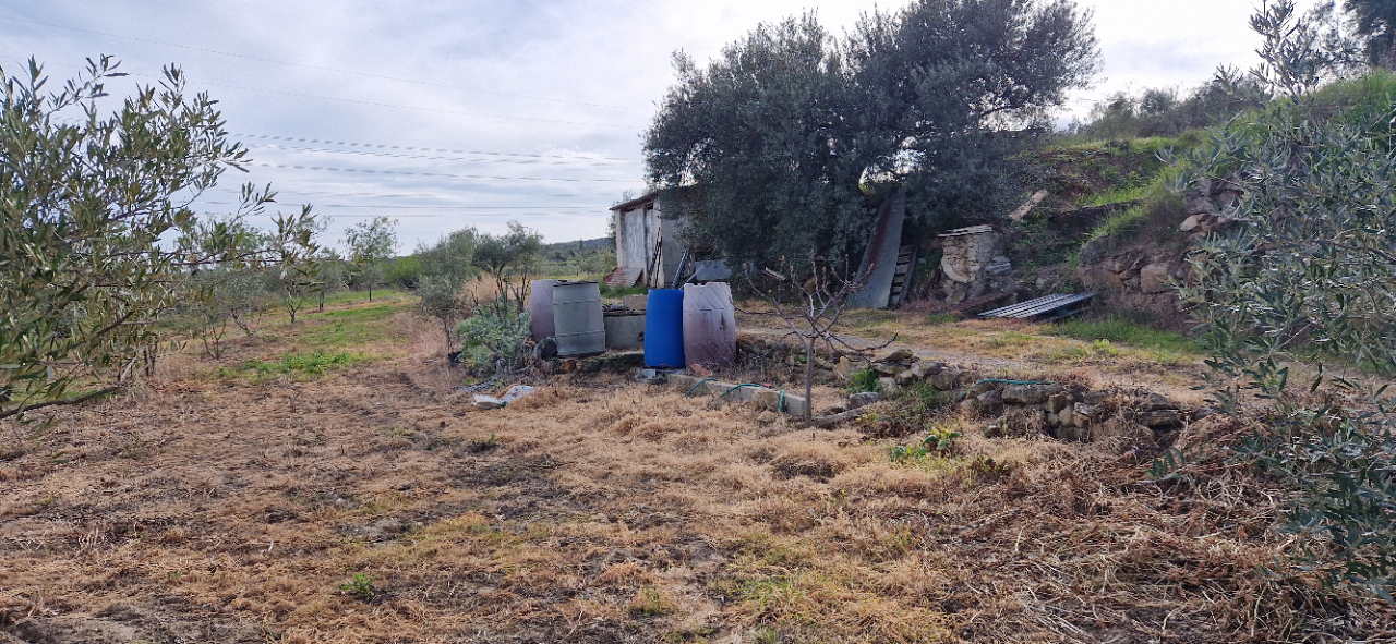 FONTES Terrain agricole de  26000 m2 avec oliviers 3