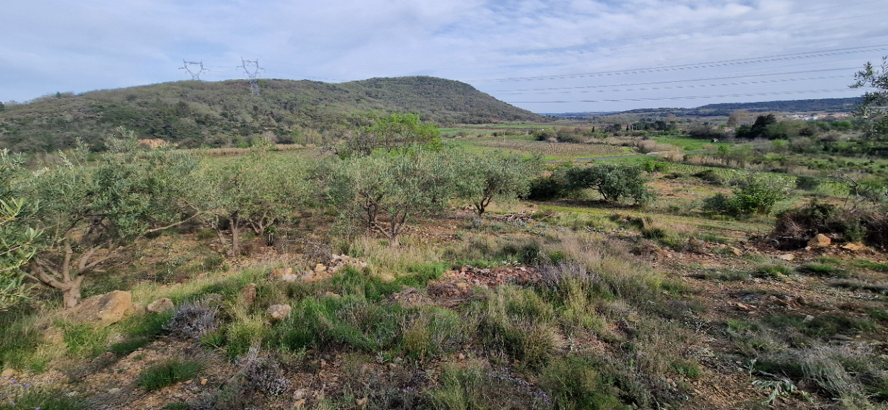 FONTES Terrain agricole de  26000 m2 avec oliviers 5