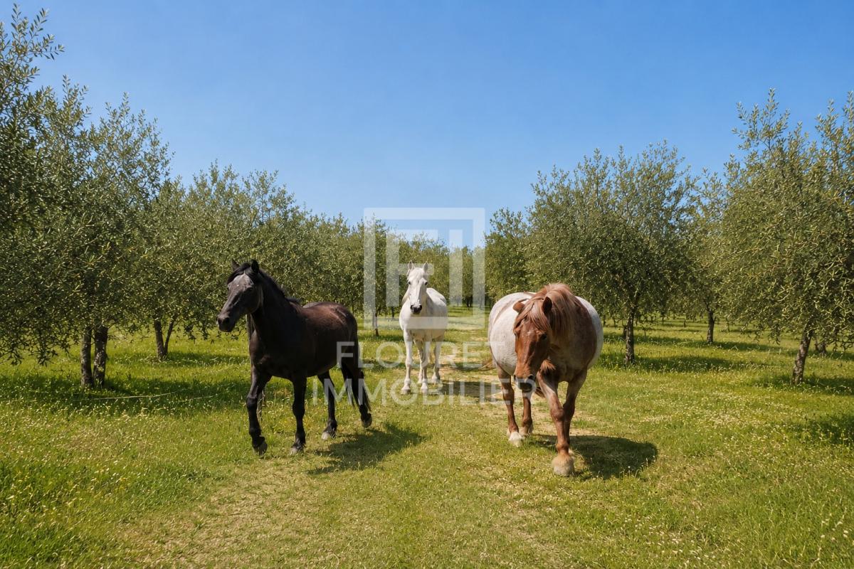 ARGELES-SUR-MER Mas catalan sur 3 hectares - Projet de vie, nature, vue mer & Albères 15